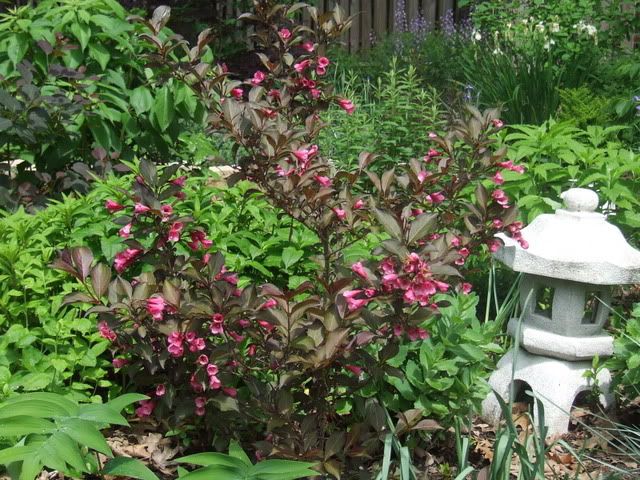 variegated weigelia west bed 6-7-09
